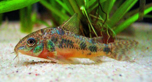 [BR_160696] Corydoras Pantsermeerval Kanei