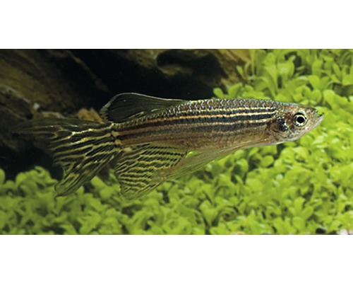 [7353] * Zebradanio sluier - Danio Rerio Long fin