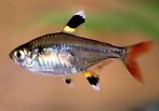 [32063] B6 Roodstaartzalm Pristella Maxillarus M