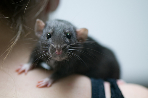 [hdrndr] Rat Dumbo Vrouw