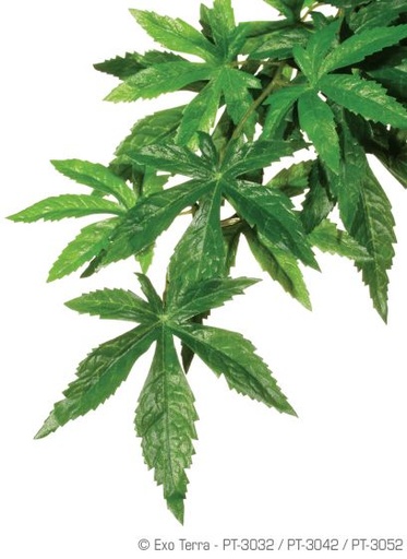 [BR_166737] Ex Jungle plant abuliton S