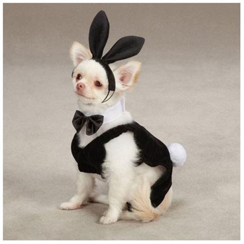 [BR_168518] Bunny Kostuum L