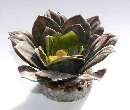 [BR_169619] SYDECO ECHEVERIA 12CM