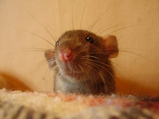 [LRK ] Rat (Star) Little