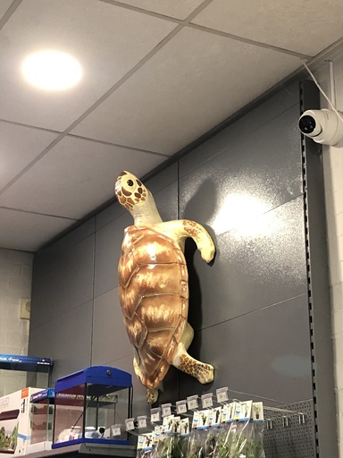 [BR_170811] # Beeld schildpad groot