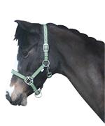 [BR_171144] Halster Rio Groen Mini-shet foal