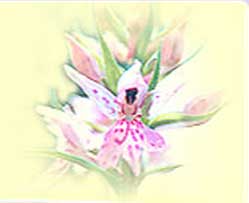 [BR_173345] Orchid Reinigings Formule 75 ml
