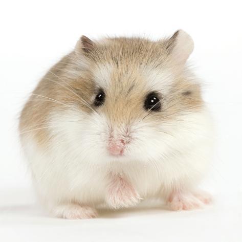 [BR_173558] Roborovskii dwerg hamster man