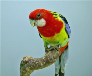[BR_174650] Pracht Rosella man