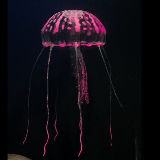 [BR_174966] Jelly Kwal groot roze