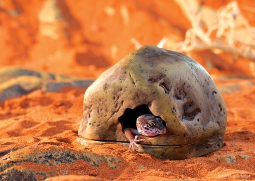 [BR_175452] Exo Terra Gecko Cave S