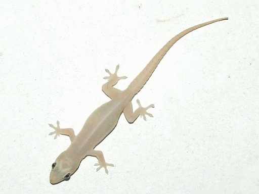 [GEHFRM] Tjiktjak/huisgekko Hemidactylus frenatus