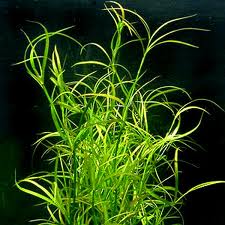 [BR_176722] Juncus repens 5 cm pot