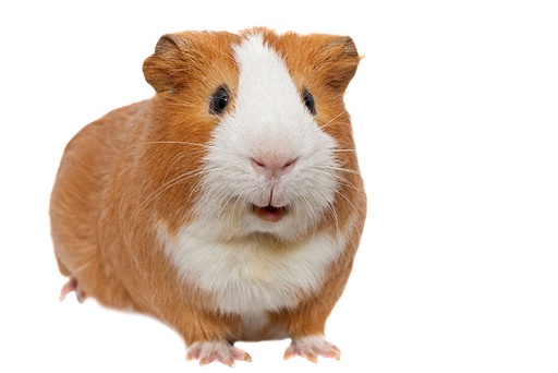 [000021] Cavia Vrouw
