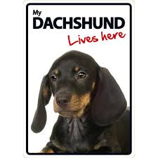 [BR_177175] Waakbord Dachshund Lives Here A5 Staand