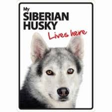 [BR_177178] Waakbord Siberian Husky Lives Here A5 Staand