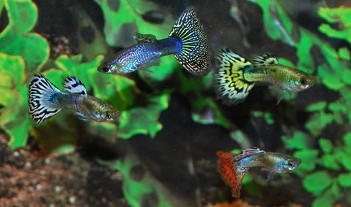 [22393] B8 * Gup man mix Snakeskin - POECILIA RETICULATUS SNAKESKIN MIX