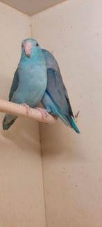 [BR_179397] Agapornis Forpus blauw koppel