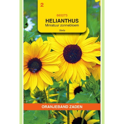 [BR_181352] OBZ Helianthus, miniatuur Zonnebloem Stella