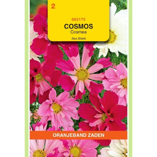 [BR_181354] OBZ Cosmos, Cosmea Sea Shells gemengd