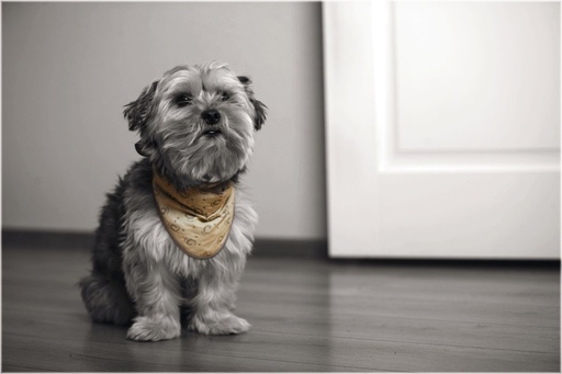[BR_182236] BZ QUICK COOLER BANDANA XS BLW20-30