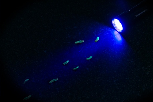 [BR_183884] Zaklantaarn 5-led UV black light