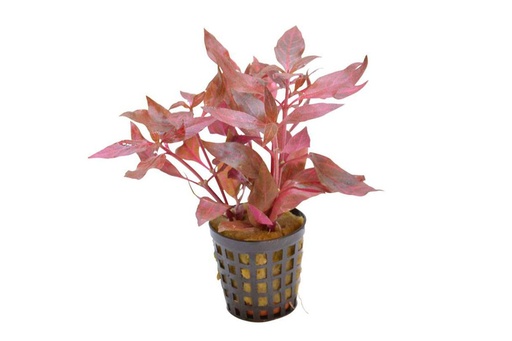 [PC220035] AP-ALTERNANTHERA CARDINALIS 5CM POT