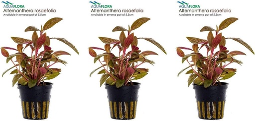 [PC222235] AP-ALTERNANTHERA REINECKII MINI 5