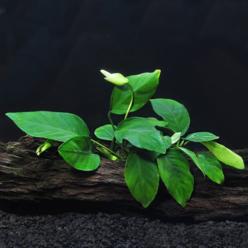 [PC220160] AP-ANUBIAS NANA 5 CM POT