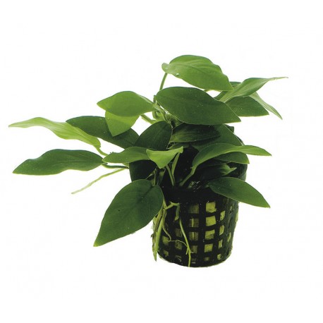 [PC220162] AP-ANUBIAS NANA BONZAI 5 CM POT