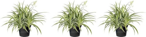 [PC220315] AP-CHLOROPHYTUM BICHETTII 5 CMPOT