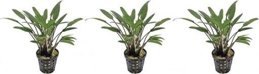 [PC220375] AP-CRYPTOCORYNE NEVELLI 5 CM POT
