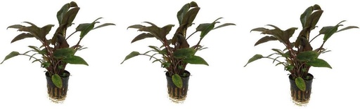[PC220445] AP-CRYPTOCORYNE WENDTII BRUIN 5 CM