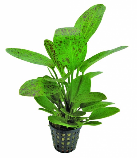 [BR_183943] AP-ECHINODORUS OZELOT GROEN 5 CM PO