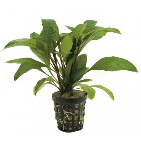 [PC220735] AP-HYGROPHILA GUANENSIS 5 CM POT