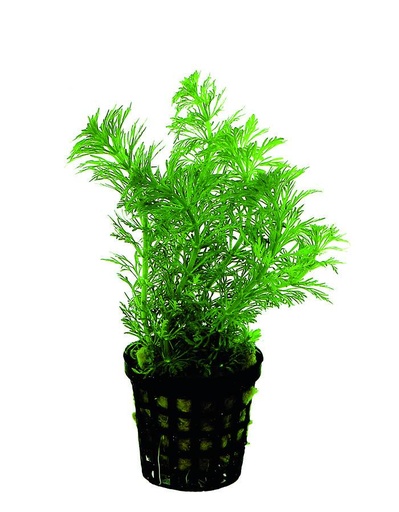 [PC220795] AP-LIMNOPHILA HETEROPHYLLA 5 CM POT