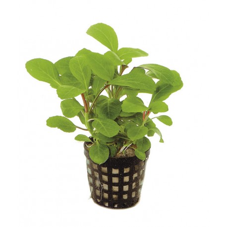 [BR_183955] AP-LOBELIA CARDINALIS 5 CM POT