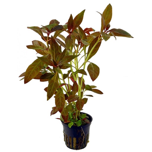[PC220835] AP-LUDWIGIA GLANDULOSA 5 CM POT