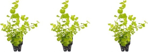 [PC220880] AP-LYSIMACHIA NUMMULARIA AUREA 5 CM
