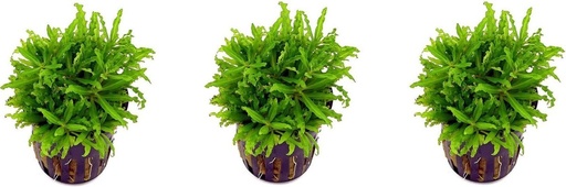 [PC221010] AP-POGOSTEMON HELFERI 5 CM POT