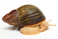 [BR_184321] Achatina purpurea Agaatslak