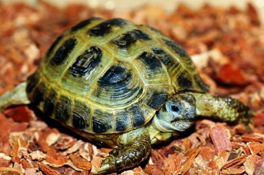 [BR_185072] Luipaardschildpad - Stigmochelys pardalis