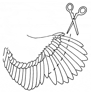 [BR_185150] Vleugels knippen vogel