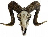 [BR_192547] Ram Skull 40*31*22cm