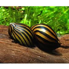 [55603] B12 * Zebraslak Neritina Turrita Zebra M