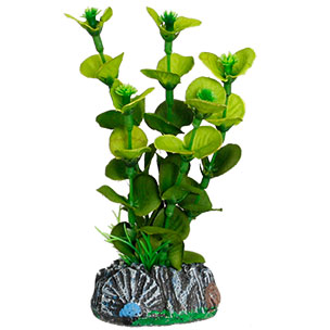 [BR_193919] Aq Plant zijde brasil plant5 s