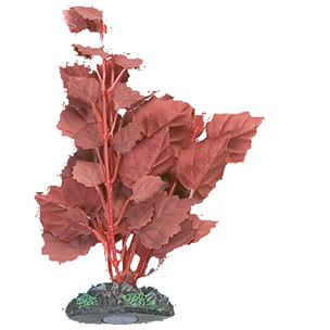 [BR_193920] Aq Plant zijde egypt plant2 xs