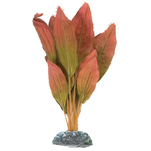 [BR_193921] Aq Plant zijde egypt plant4 xs