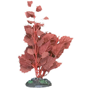 [BR_193922] Aq Plant zijde egypt plant2 s