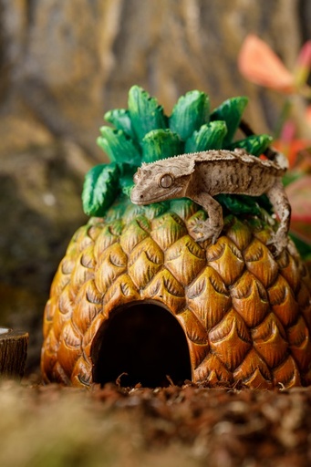 [BR_198328] Exo terrs ananas schuilplaats/voerstation
